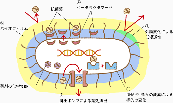 抗菌 薬 esbl