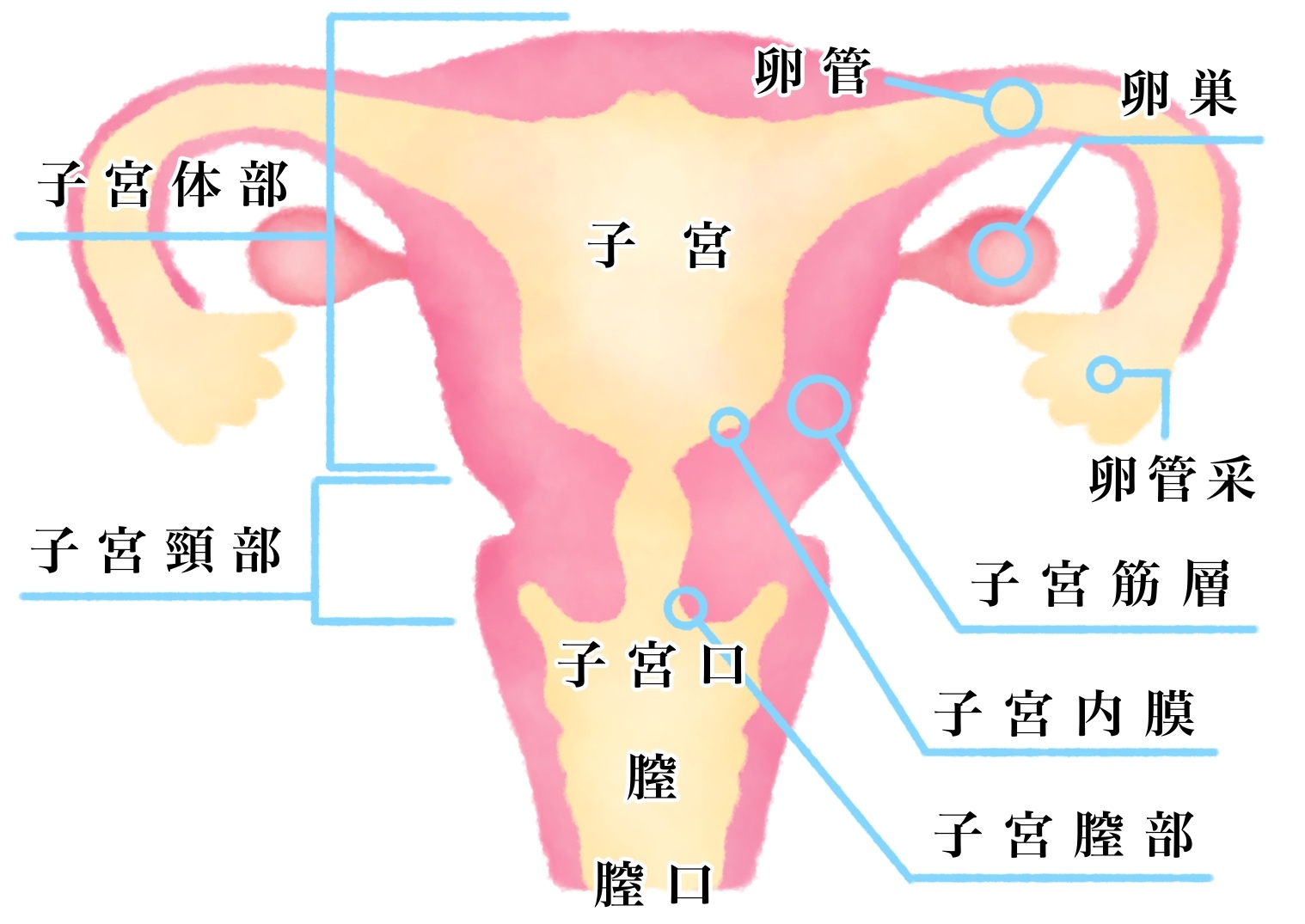 宮頸 癌 検診 子 子宮頸がん検診は痛い？｜検査の重要性と安心して受診するために